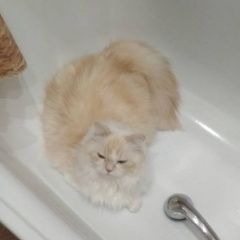 Подробнее об объявлении «Пропал кот Мытищи» Фото: пропала кошка  «Пропал кот Мытищи» в г. Мытищи