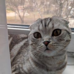 Подробнее об объявлении «Пропала кошка Новосибирск» Фото: пропала кошка  «Пропала кошка Новосибирск» в г. Новосибирск