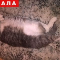 Подробнее об объявлении «Екатеринбург Пропал кот» Фото: пропала кошка  «Екатеринбург Пропал кот» в г. Екатеринбург