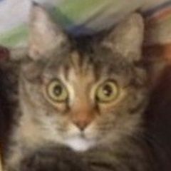 Подробнее об объявлении «Пропала кошка Москва» Фото: пропала кошка  «Пропала кошка Москва» в г. Москва