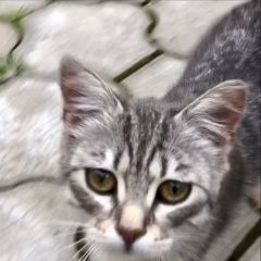 Подробнее об объявлении «Краснодар Пропал кот» Фото: пропала кошка Британская короткошерстная кошка «Краснодар Пропал кот» в г. Краснодар