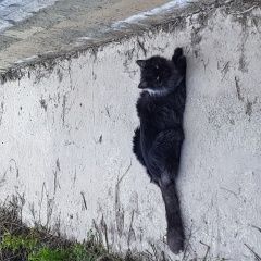 Подробнее об объявлении «Пропал кот Краснодар» Фото: пропала кошка  «Пропал кот Краснодар» в г. Краснодар
