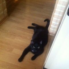 Подробнее об объявлении «Пропал кот Москва» Фото: пропала кошка  «Пропал кот Москва» в г. Москва