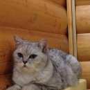 Подробнее об объявлении «Электроугли Пропал кот ногинский р-он, снт салют-» Фото: пропала кошка Британская короткошерстная «Электроугли Пропал кот ногинский р-он, снт салют-» в г. Электроугли