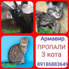 Подробнее об объявлении «Пропал кот 3 кота - зюзя, чёрный, сёма Армавир» Фото: пропала кошка  «Пропал кот 3 кота - зюзя, чёрный, сёма Армавир» в г. Армавир