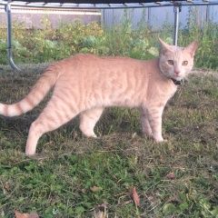 Подробнее об объявлении «Пропал кот Москва» Фото: пропала кошка  «Пропал кот Москва» в г. Москва