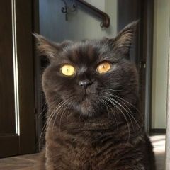 Подробнее об объявлении «Пропала кошка шоколадного цвета Голицыно (Московская обл.)» Фото: пропала кошка Британская длинношерстная «Пропала кошка шоколадного цвета Голицыно...» в г. Голицыно (Московская обл.)