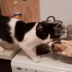 Подробнее об объявлении «Пропала кошка, Москва» Фото: пропала кошка  «Пропала кошка, Москва» в г. Москва