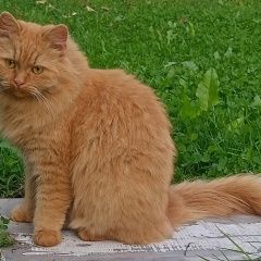 Подробнее об объявлении «Пропала кошка Санкт-Петербург» Фото: пропала кошка  «Пропала кошка Санкт-Петербург» в г. Санкт-Петербург