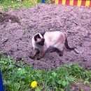 Подробнее об объявлении «Пропала кошка в пос.купавна.м.о.г.железнодорожный Железнодорожный (Московск.)» Фото: пропала кошка Сиамская «Пропала кошка в...» в г. Железнодорожный (Московск.)