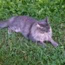 Подробнее об объявлении «Подольск Пропал кот» Фото: пропала кошка  «Подольск Пропал кот» в г. Подольск