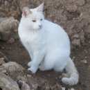 Подробнее об объявлении «Пропал кот Протвино (Московская обл.)» Фото: пропала кошка  «Пропал кот Протвино (Московская обл.)» в г. Протвино (Московская обл.)