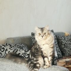 Подробнее об объявлении «Казань Пропал кот, константиновка, школьная» Фото: пропала кошка Британская длинношерстная «Казань Пропал кот, константиновка, школьная» в г. Казань