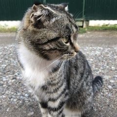 Подробнее об объявлении «Калининград (Кенигсберг) Пропала кошка кошка» Фото: пропала кошка  «Калининград (Кенигсберг) Пропала кошка кошка» в г. Калининград (Кенигсберг)
