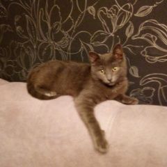 Подробнее об объявлении «Пропал кот любимец семьи. Балашиха» Фото: пропала кошка  «Пропал кот любимец семьи. Балашиха» в г. Балашиха