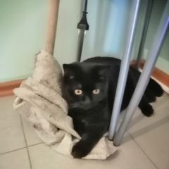 Подробнее об объявлении «Чехов Пропал кот чёрный кот деревня углешня» Фото: пропала кошка Британская короткошерстная «Чехов Пропал кот чёрный кот деревня углешня» в г. Чехов