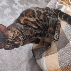 Подробнее об объявлении «Одинцово Пропал кот бенгальский кот» Фото: пропала кошка Бенгальская кошка «Одинцово Пропал кот бенгальский кот» в г. Одинцово