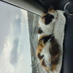 Подробнее об объявлении «Пропала кошка член семьи Чалтырь» Фото: пропала кошка  «Пропала кошка член семьи Чалтырь» в г. Чалтырь