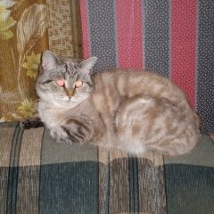 Подробнее об объявлении «Пропала кошка кличка пуся Воскресенск» Фото: пропала кошка  «Пропала кошка кличка пуся Воскресенск» в г. Воскресенск