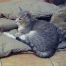 Подробнее об объявлении «Омск Пропал кот» Фото: пропала кошка  «Омск Пропал кот» в г. Омск