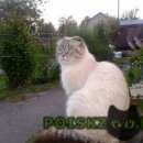 Подробнее об объявлении «Мытищи Пропал кот» Фото: пропала кошка Шотландская вислоухая «Мытищи Пропал кот» в г. Мытищи