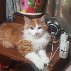 Подробнее об объявлении «Пропал кот помогите друг Арсеньев» Фото: пропала кошка  «Пропал кот помогите друг Арсеньев» в г. Арсеньев