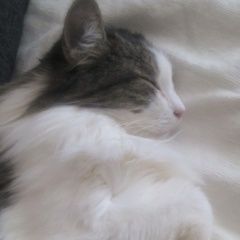 Подробнее об объявлении «Невинномысск Пропал кот» Фото: пропала кошка  «Невинномысск Пропал кот» в г. Невинномысск