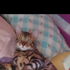 Подробнее об объявлении «Пропал кот Реутов» Фото: пропала кошка  «Пропал кот Реутов» в г. Реутов