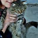 Подробнее об объявлении «Пропал кот  Первомайский (Тамбовская обл.)» Фото: пропала кошка  «Пропал кот  Первомайский (Тамбовская обл.)» в г. Первомайский (Тамбовская обл.)