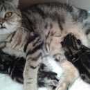 Подробнее об объявлении «Краснодар Пропала кошка» Фото: пропала кошка Шотландская вислоухая «Краснодар Пропала кошка» в г. Краснодар