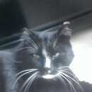 Подробнее об объявлении «Красноярск Пропал кот 30.04.17» Фото: пропала кошка  «Красноярск Пропал кот 30.04.17» в г. Красноярск