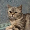 Подробнее об объявлении «Пропала кошка Батайск» Фото: пропала кошка Британская короткошерстная «Пропала кошка Батайск» в г. Батайск
