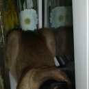 Подробнее об объявлении «Конаково Пропал кот сиамец в» Фото: пропала кошка Сиамская «Конаково Пропал кот сиамец в» в г. Конаково