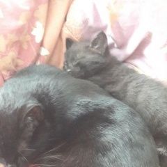 Подробнее об объявлении «Тверь Пропала кошка» Фото: пропала кошка  «Тверь Пропала кошка» в г. Тверь
