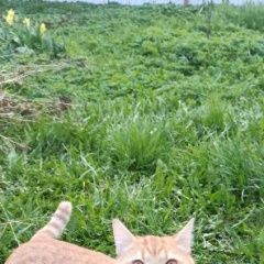 Подробнее об объявлении «Пропал котик Устюжна» Фото: пропала кошка  «Пропал котик Устюжна» в г. Устюжна