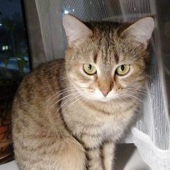 Подробнее об объявлении «Пропала кошка Дубна» Фото: пропала кошка  «Пропала кошка Дубна» в г. Дубна