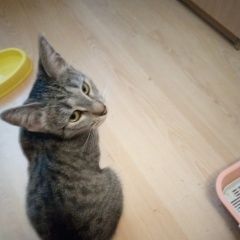 Подробнее об объявлении «Нахабино Пропала кошка» Фото: пропала кошка  «Нахабино Пропала кошка» в г. Нахабино