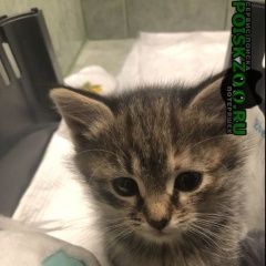 Подробнее об объявлении «Пропала кошка котенок, 1мес Балашиха» Фото: пропала кошка  «Пропала кошка котенок, 1мес Балашиха» в г. Балашиха