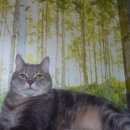 Подробнее об объявлении «Пропал кот Первомайский (Московская обл.)» Фото: пропала кошка  «Пропал кот Первомайский (Московская обл.)» в г. Первомайский (Московская обл.)