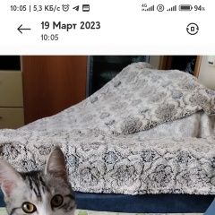 Подробнее об объявлении «Пропала кошка Симферополь» Фото: пропала кошка  «Пропала кошка Симферополь» в г. Симферополь