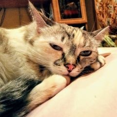 Подробнее об объявлении «Иваново Пропала кошка» Фото: пропала кошка  «Иваново Пропала кошка» в г. Иваново