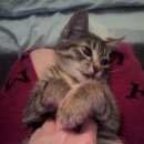 Подробнее об объявлении «Омск Пропал кот» Фото: пропала кошка  «Омск Пропал кот» в г. Омск