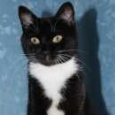 Подробнее об объявлении «Чехов Пропала кошка район ул. полиграфистов» Фото: пропала кошка  «Чехов Пропала кошка район ул. полиграфистов» в г. Чехов