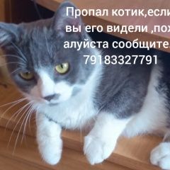 Подробнее об объявлении «Кропоткин Пропал кот молодой котик» Фото: пропала кошка  «Кропоткин Пропал кот молодой котик» в г. Кропоткин