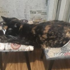 Подробнее об объявлении «Пропала кошка Бронницы» Фото: пропала кошка  «Пропала кошка Бронницы» в г. Бронницы