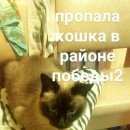 Подробнее об объявлении «Выборг Пропала кошка» Фото: пропала кошка Сиамская «Выборг Пропала кошка» в г. Выборг
