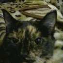 Подробнее об объявлении «Ангарск Пропала кошка» Фото: пропала кошка  «Ангарск Пропала кошка» в г. Ангарск