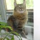 Подробнее об объявлении «Пропал кот сибирский пуховый кот Томск» Фото: пропала кошка Сибирская «Пропал кот сибирский пуховый кот Томск» в г. Томск