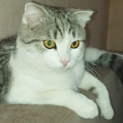 Подробнее об объявлении «Пропал кот Гулькевичи» Фото: пропала кошка  «Пропал кот Гулькевичи» в г. Гулькевичи