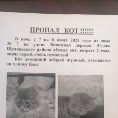 Подробнее об объявлении «Пропал кот Щелково» Фото: пропала кошка Курильский бобтейл «Пропал кот Щелково» в г. Щелково